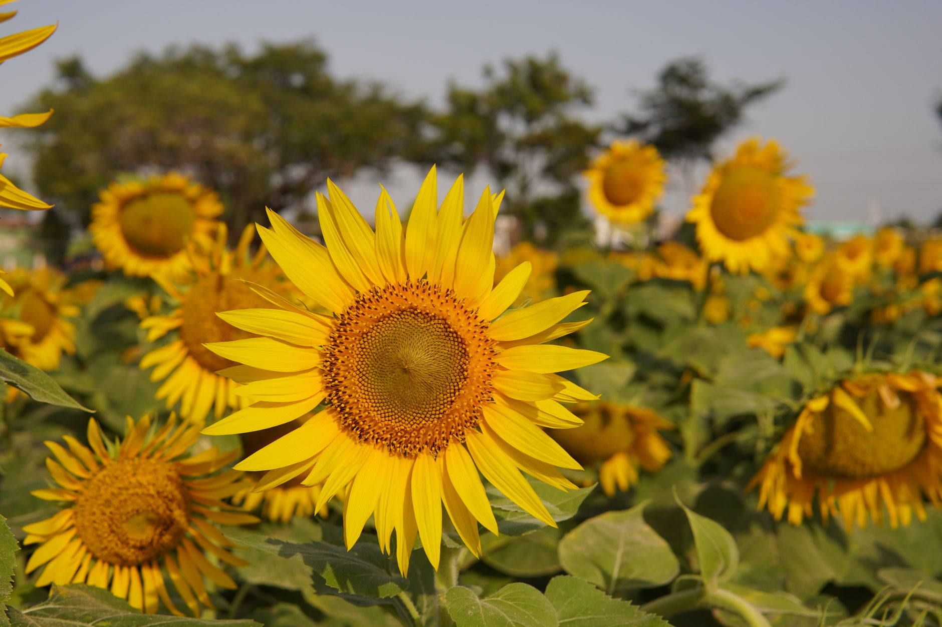 함안 강주해바라기축제 일정 주차 입장료 수박터널 가는법