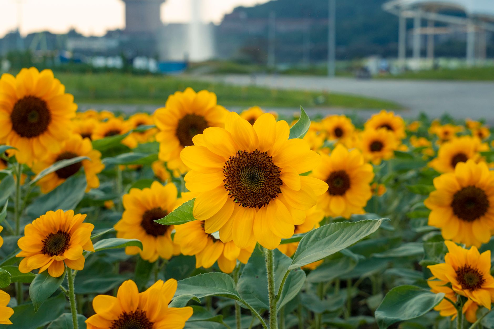 태백 해바라기축제 일정 주차 입장료 고랭지 포토존 총정리