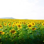 태백 해바라기축제 일정과 꿀팁 알아보자