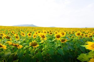 태백 해바라기축제 일정과 꿀팁 알아보자