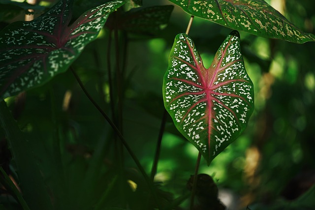 영화 타로 결말 완벽 정리와 해석 알아보기 관련 이미지 3